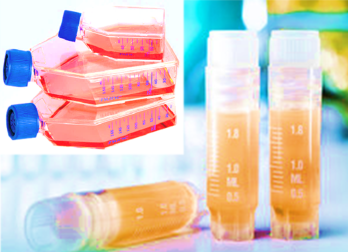 [SK-25CELL-132] Human T Lymphocyte Leukemia Cells