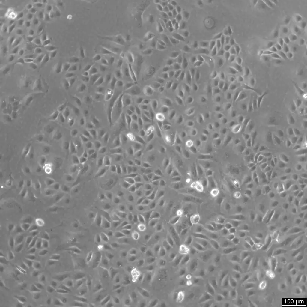 [GEN300663-MA] U2OS-CRISPR-SNAPf-Nup358/RanBP2 Cells