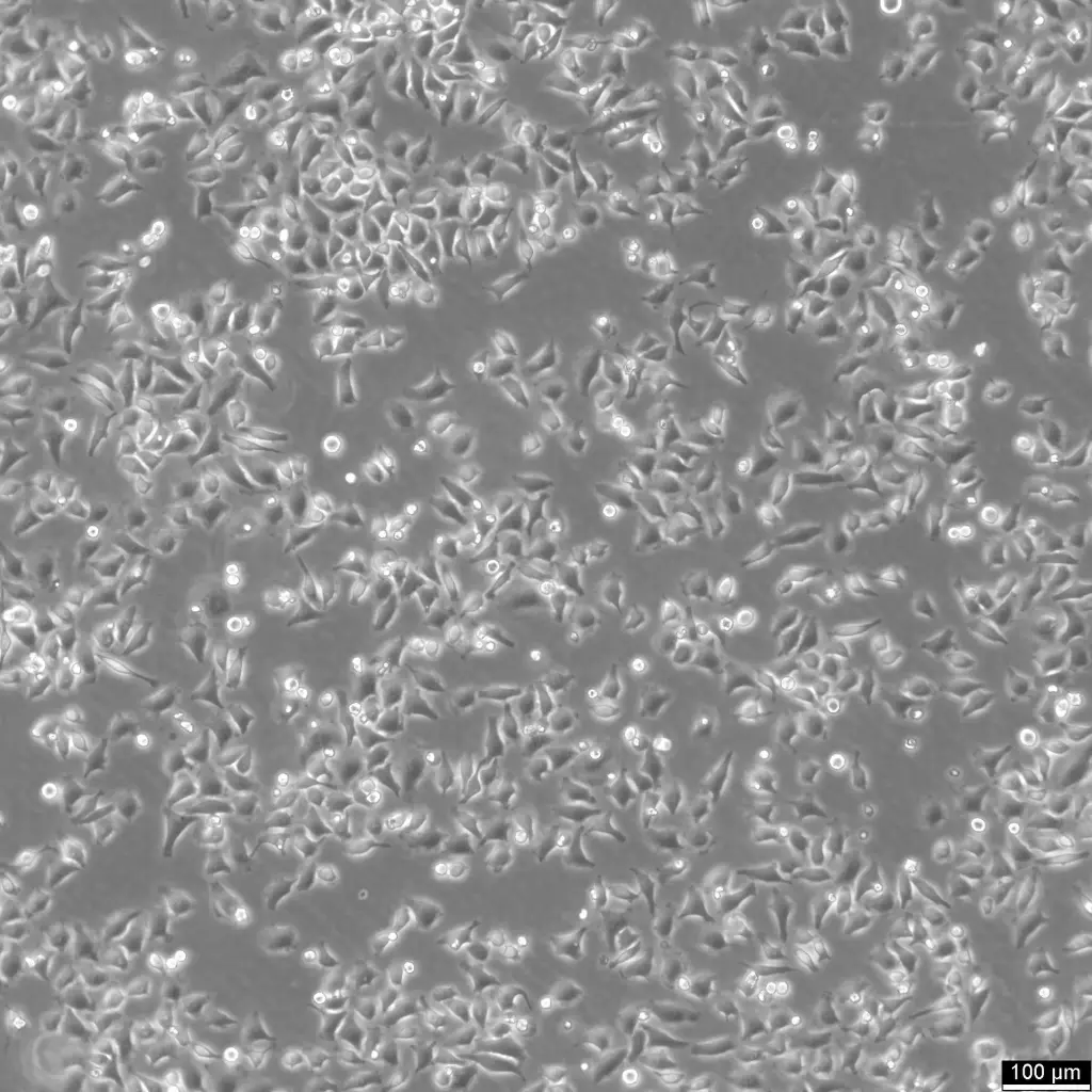 [GEN300656-MA] HK-CRISPR-mEGFP-Nup153 Cells