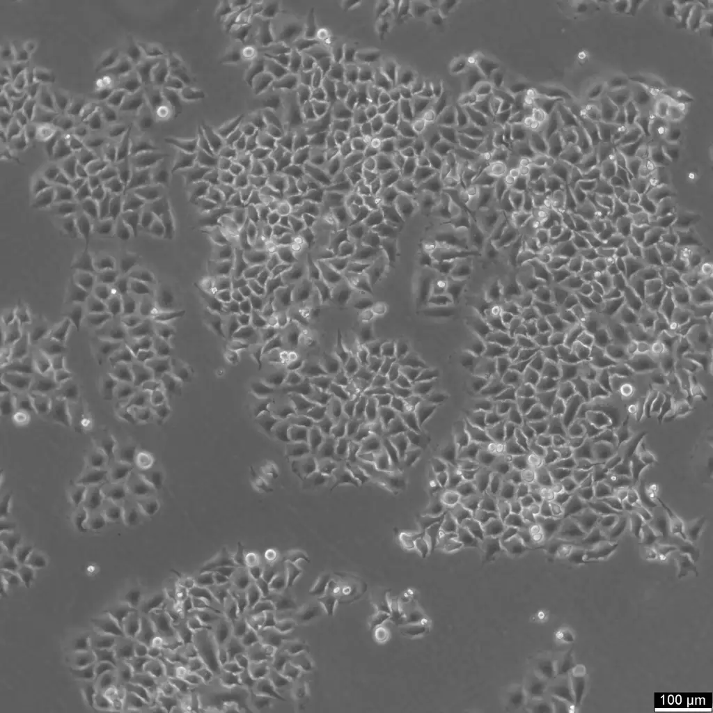 [GEN300655-MA] HK-CRISPR-Nup93-mEGFP Cells