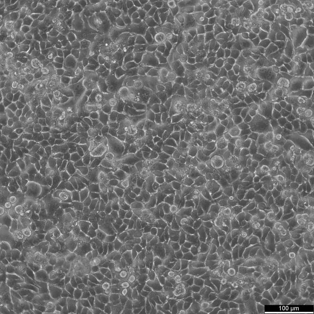 [GEN300669-MA] HK-CRISPR-mEGFP-Seh1 Cells