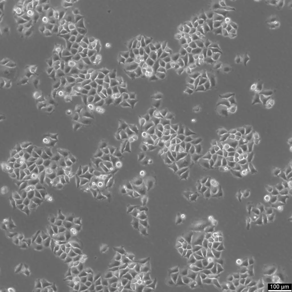 [GEN300671-MA] HK-CRISPR-mEGFP-Nup214 Cells