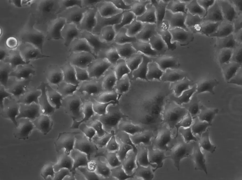 [GEN301576-MA] HK-2xZFN-Smc4-mEGFP Cells