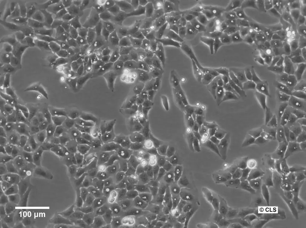 [GEN300461-MA] U2OS-CRISPR-NUP96-mMaple Cells