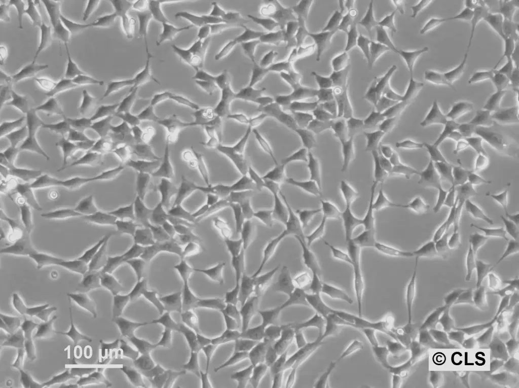 [GEN500669-MA] NRK-Pom121-EGFP3 Cells
