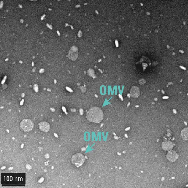 [EXOBAC100A-1] ExoBacteria OMV Kit (20 rxns)