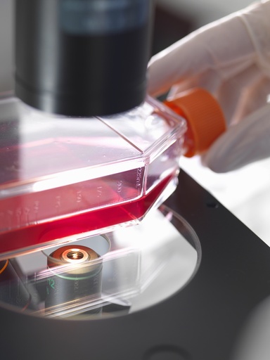 [ASTPLATE-SA2-137] Luciferase-Labeled Immortalized Human Epidermal Cells (HaCaT+Luc)